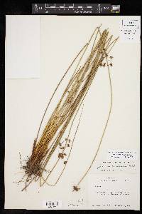 Juncus coriaceus image