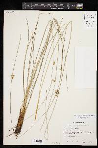 Juncus coriaceus image