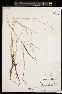 Juncus diffusissimus image