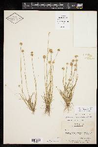 Juncus filipendulus image