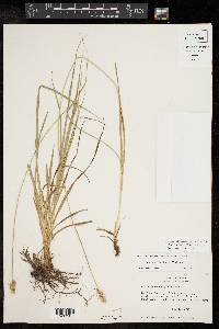 Carex austrina image