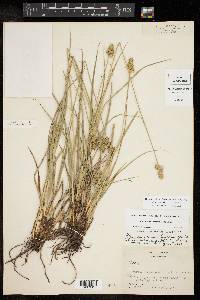 Carex austrina image