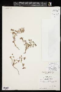 Euphorbia chaetocalyx image