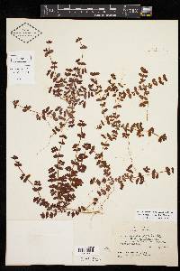Chamaesyce cordifolia image