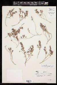 Euphorbia acuta image