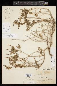 Acalypha radians image