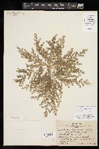 Euphorbia laredana image