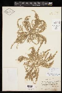 Euphorbia laredana image
