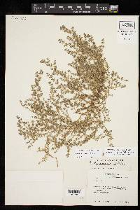 Euphorbia laredana image