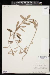 Croton argyranthemus image