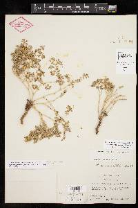 Euphorbia perennans image