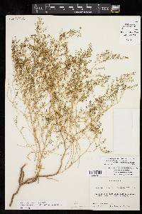 Euphorbia simulans image