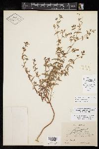 Chamaesyce hyssopifolia image