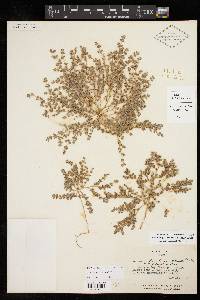 Euphorbia laredana image