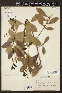 Ilex coriacea image