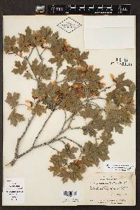 Acer grandidentatum image