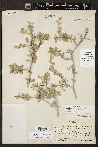 Schaefferia cuneifolia image