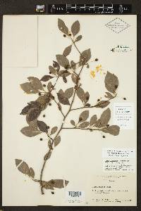 Ilex longipes image