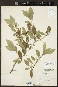 Ilex longipes image