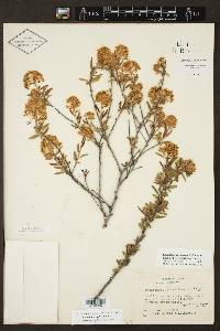 Ceanothus herbaceus image