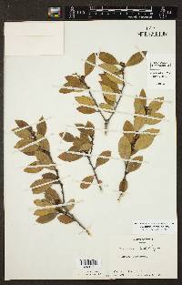 Ilex coriacea image