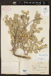 Maytenus phyllanthoides image