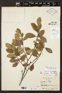 Ilex coriacea image