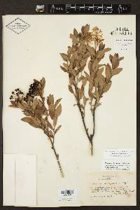 Ceanothus herbaceus image