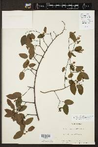 Berchemia scandens image