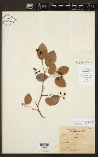 Berchemia scandens image