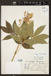 Aesculus pavia var. flavescens image