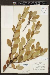 Ilex coriacea image