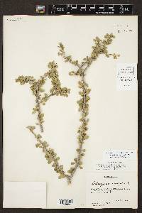 Schaefferia cuneifolia image