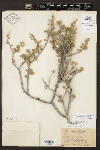 Schaefferia cuneifolia image