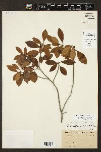 Ilex coriacea image