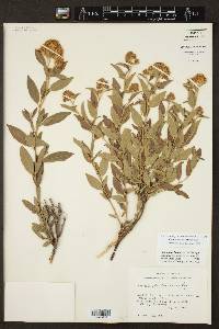 Ceanothus herbaceus image