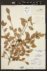 Ilex ambigua image