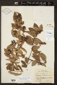 Berchemia scandens image