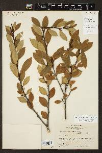 Ilex coriacea image