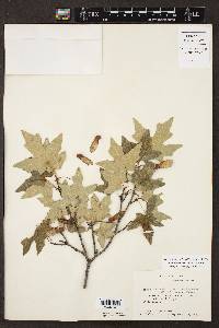 Acer grandidentatum image