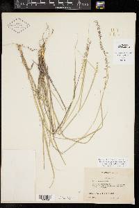 Bouteloua curtipendula var. caespitosa image