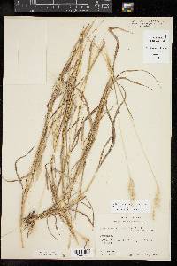 Bothriochloa laguroides image