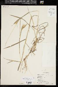 Bothriochloa barbinodis image