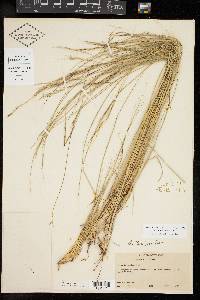 Aristida ternipes image