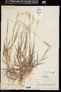 Bothriochloa laguroides image