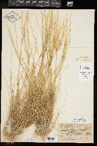 Aristida purpurea var. wrightii image