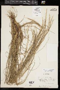 Aristida purpurascens image