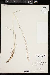 Bouteloua curtipendula var. curtipendula image