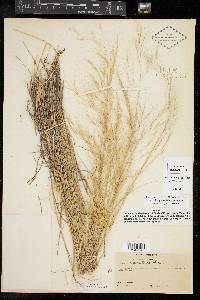 Aristida pansa image