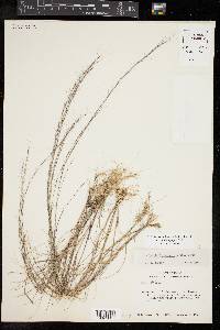 Aristida longespica image